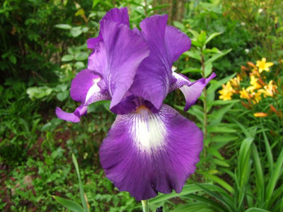2020_0310JuniAnfangIrisRosen0031.JPG
