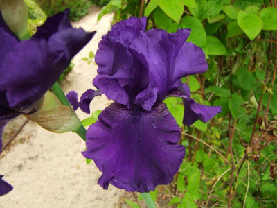 2020_0310JuniAnfangIrisRosen0015.JPG
