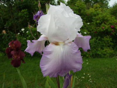 Crystal Glow   Blüte.JPG
