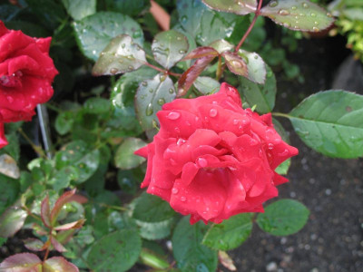 IMG_2792a.jpg_Magic_Red.jpg