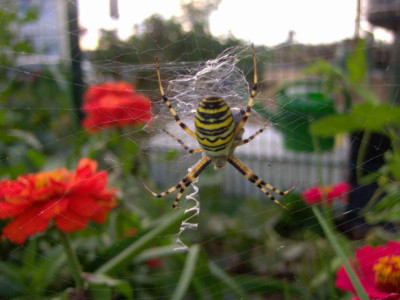 Wespenspinne230807.jpg