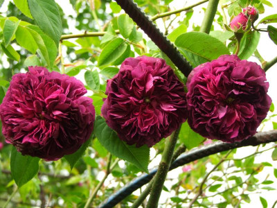 2020_0310JuniAnfangIrisRosen0025.JPG