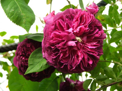 2020_0310JuniAnfangIrisRosen0026.JPG