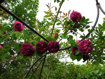 2020_0310JuniAnfangIrisRosen0027.JPG