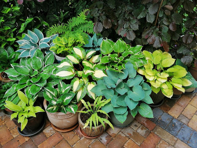 Hostas_20200525_152155.jpg