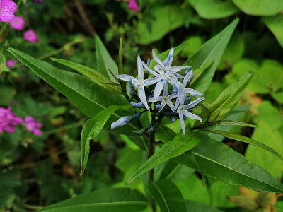 Amsonia_20200607_140005.jpg
