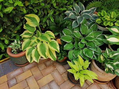 Hostas_linke_Seite_20200528_120142.jpg