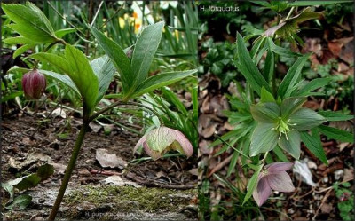 Helleborus_purpurascens_-_H._torquatus.JPG