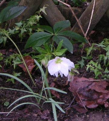 Pict0050.jpg