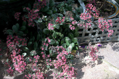 Sedum1607.jpg