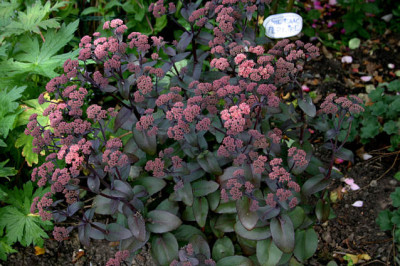 Sedum_Xenox0107.jpg