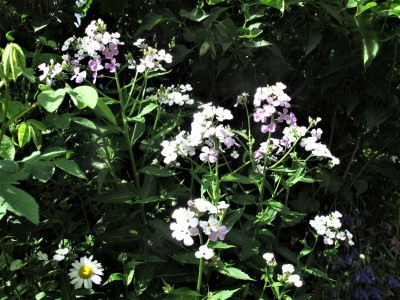 hesperismatronalis.JPG