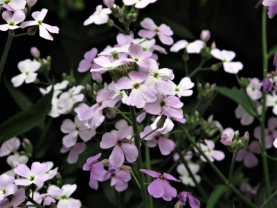 hesperismatronalis1.JPG