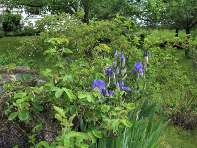 irispallida.img.JPG