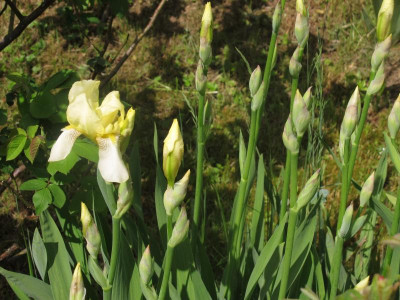 irisflavescens1.JPG