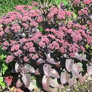 Sedum_Karfunkelstein_3.jpg