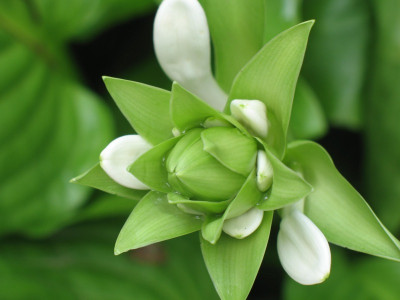 IMG_2756a.jpg_Hosta.jpg