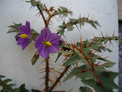 IMGP1732_Medium.JPG
