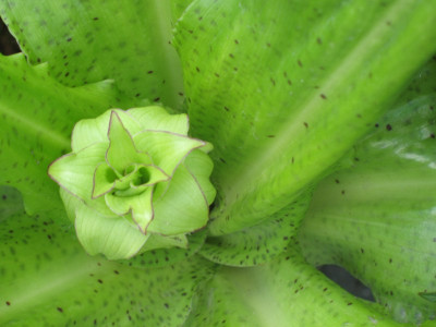 IMG_2414a.jpg_Eucomis_bicolor.jpg