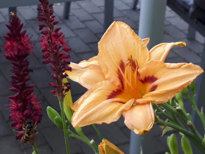 20190731_095139.jpg