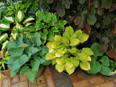 Hostas_rechte_Seite_20200528_120155.jpg