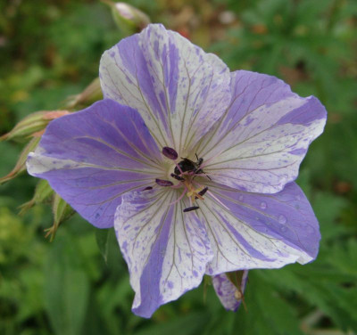 Geranium pratense Splish Splash20-1.jpg