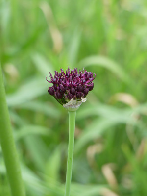 2020-06-10 Allium atropurpureum 1.jpg