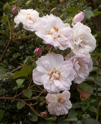 Multiflore-de-Vaumarcus.jpg