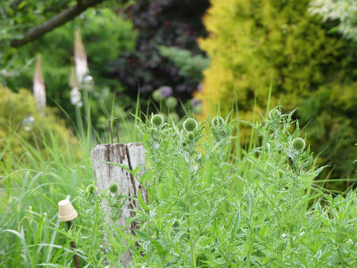 2020-06-10 Gartenimpressionen 1.jpg