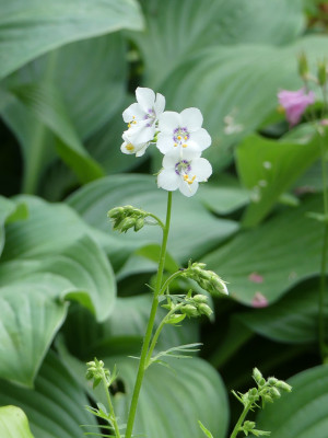2020-06-10 Polemonium.jpg