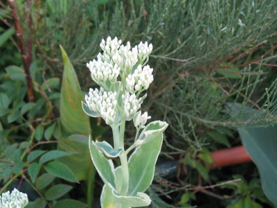 IMG_2556a.jpg_Sedum_Frosty_Morning.jpg