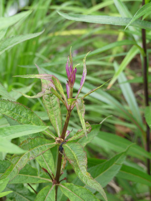2020-06-10 Veronicastrum 'Fascination'.jpg