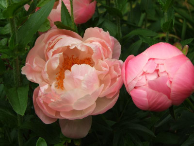 2020_0312JuniRosenIris0087.JPG