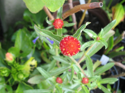 IMG_2728b.jpg_Gomphrena_globosa_Strawberry_Fields.jpg