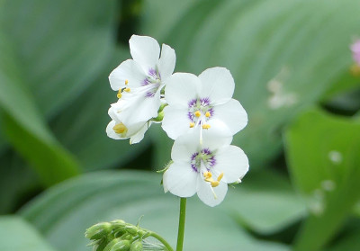2020-06-10 Polemonium 3.jpg