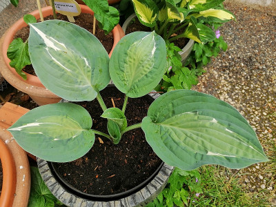 Hosta_20200525_151720_800.jpg