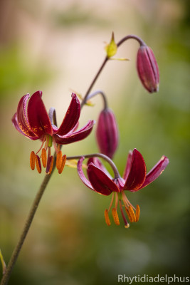 Lilium_martagon_Claude_Shride_3799_800_sRGB.jpg