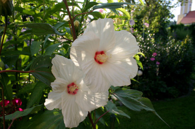 Malve0207.jpg