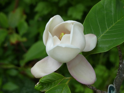 2020-06-10 Magnolia wiesenerii 1.jpg