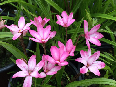 2020-06-11 Rhodoxis.jpg