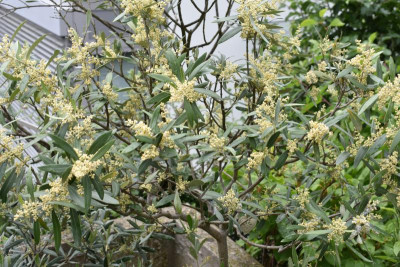 Olivenblüte, Lavendelsorten 001.JPG