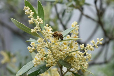 Olivenblüte, Lavendelsorten 013.JPG