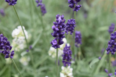 Olivenblüte, Lavendelsorten 009.JPG