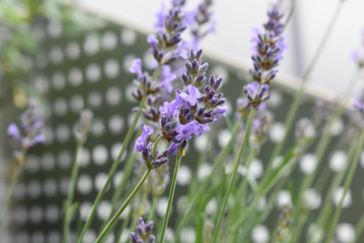Olivenblüte, Lavendelsorten 015.JPG