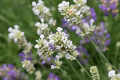Olivenblüte, Lavendelsorten 011.JPG