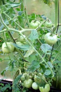 tomaten_und_groente_215.jpg