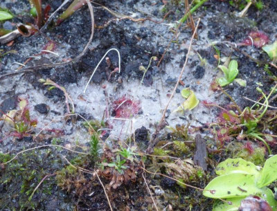 Drosera Blattstecklinge.jpg