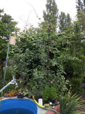 Tribaum Apfel.jpg