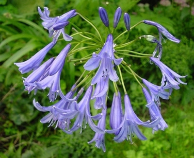 agapanthus_loch_hope.jpg