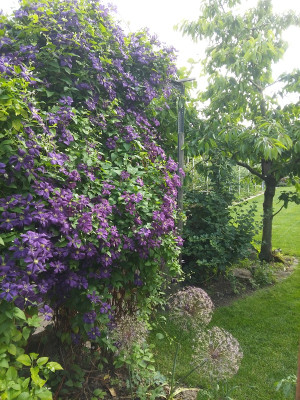 Clematis.jpg